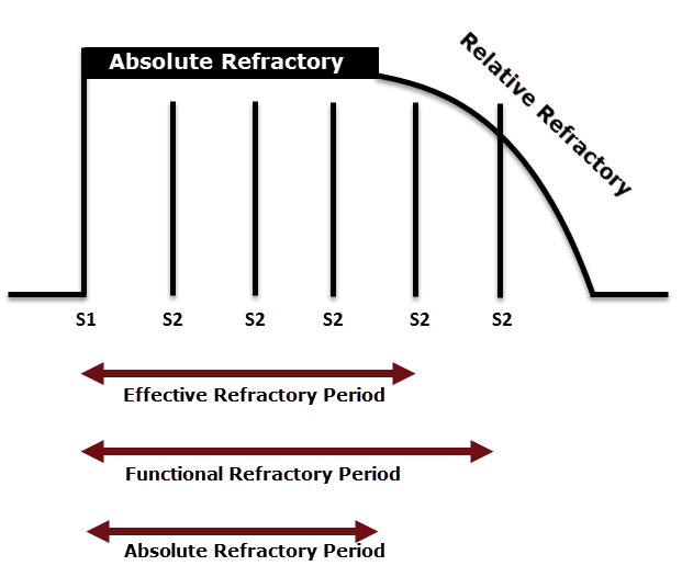 Refractory periods ECG Guru Instructor Resources